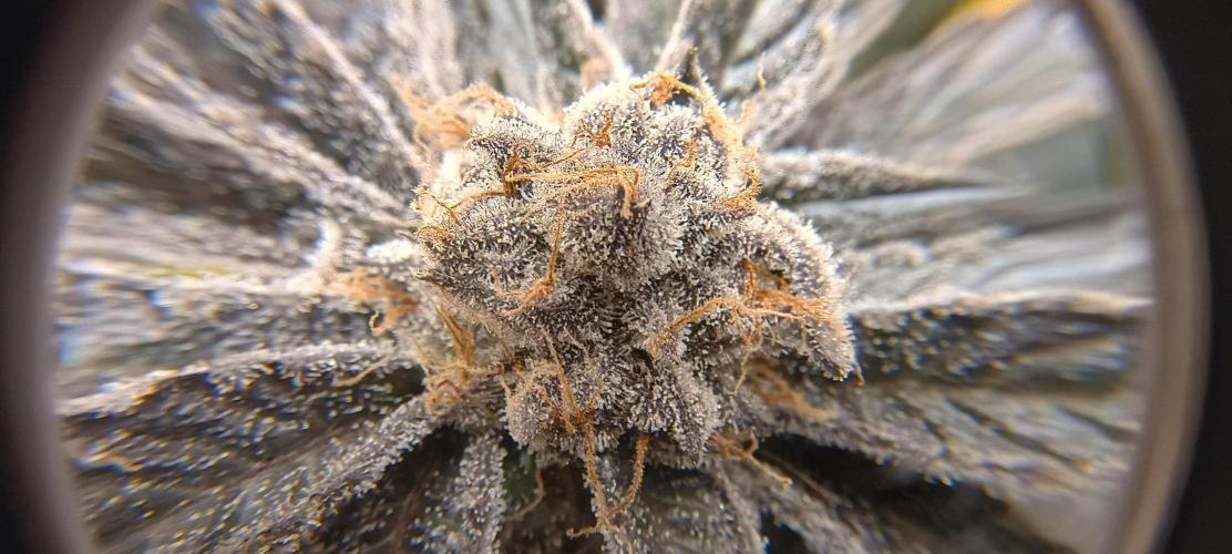 Tropicanna Banana. Week 15