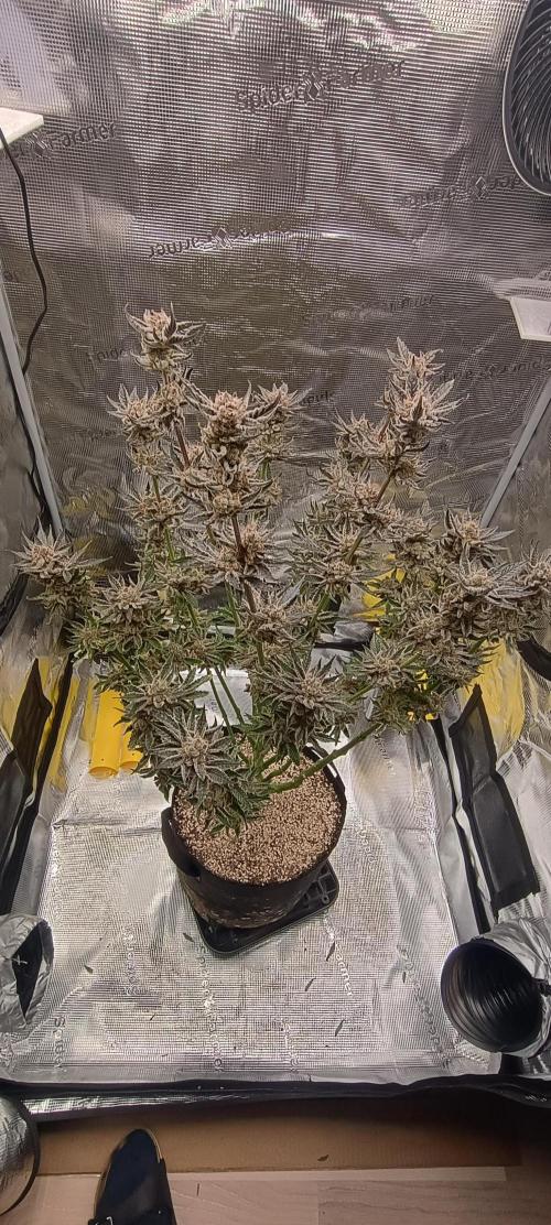 Tropicanna Banana. Week 15