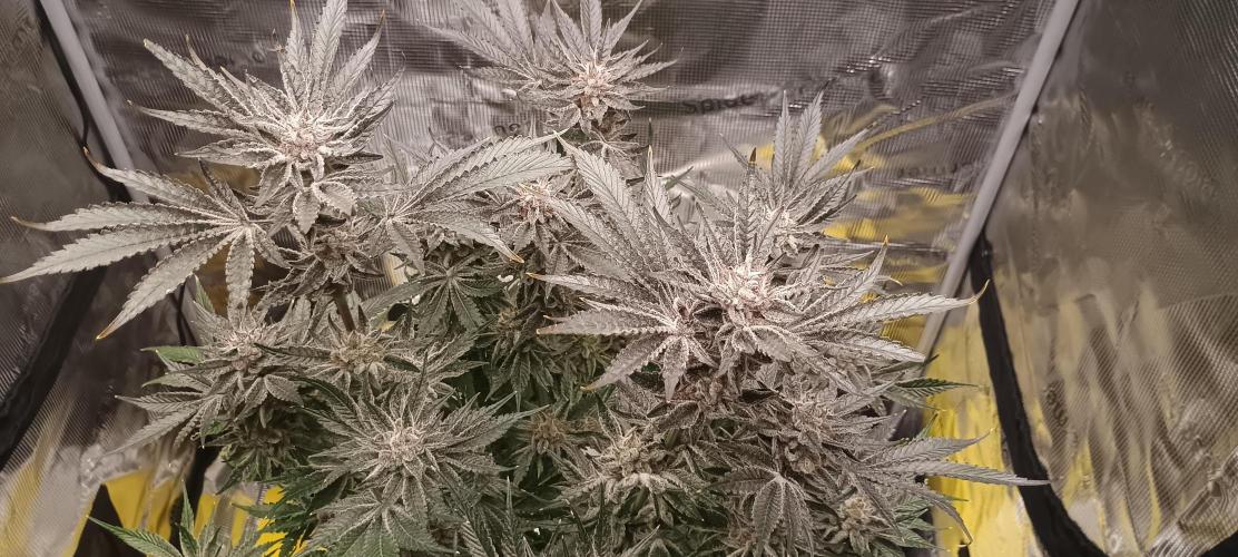 Tropicanna Banana. Week 15