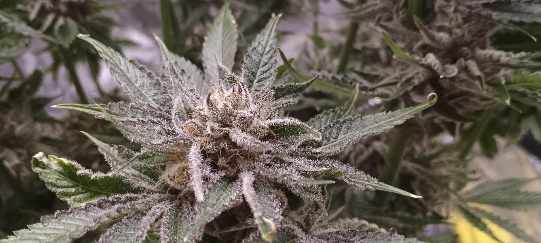 Tropicanna Banana. Week 15