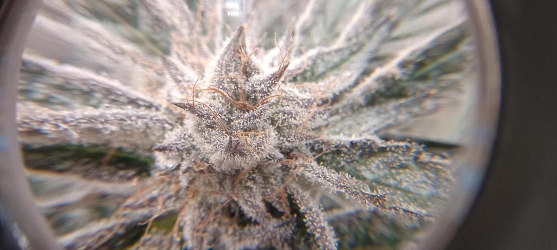 Tropicanna Banana. Week 15