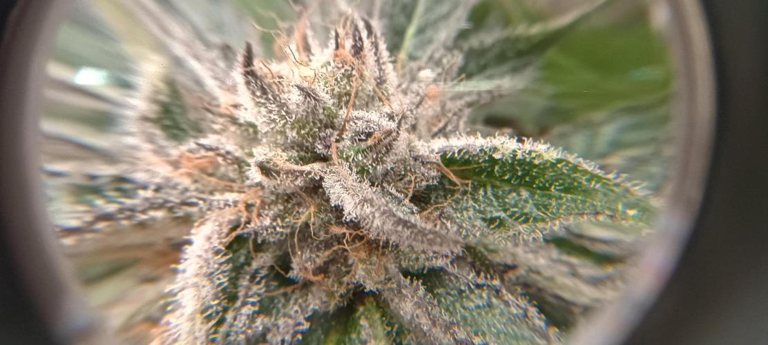Tropicanna Banana. Week 15