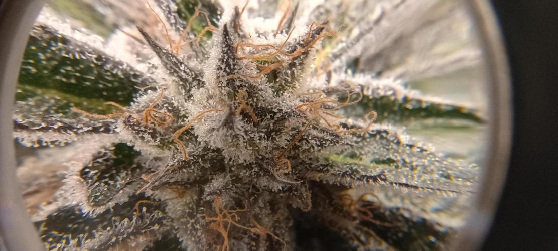 Tropicanna Banana. Week 15