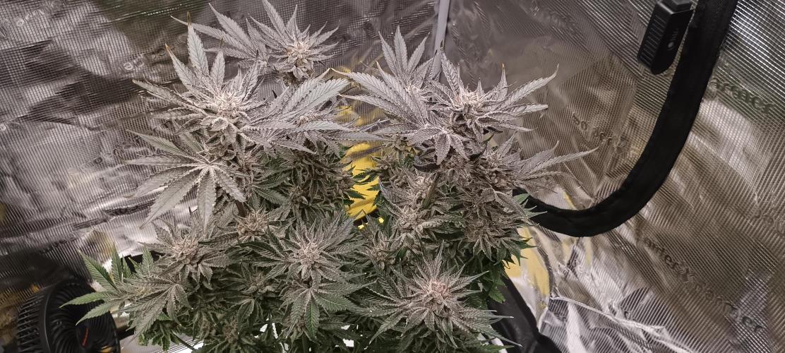 Tropicanna Banana. Week 15