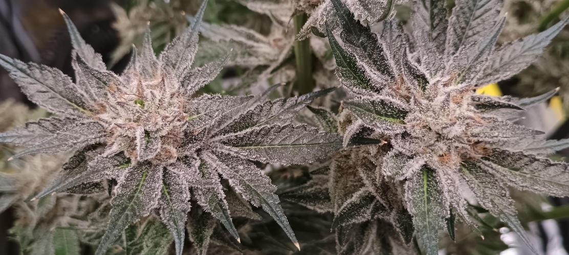 Tropicanna Banana. Week 15