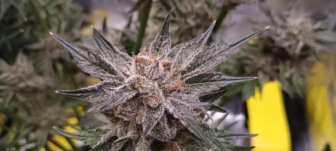 Tropicanna Banana. Week 15