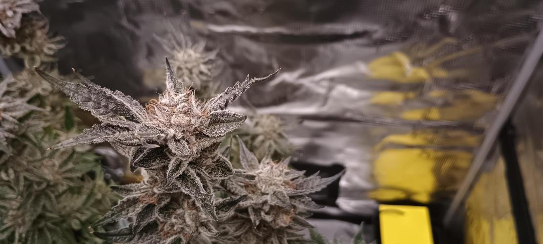 Tropicanna Banana. Week 15
