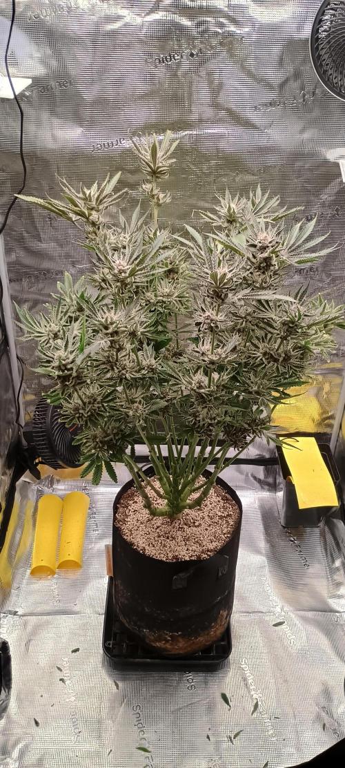 Tropicanna Banana. Week 15