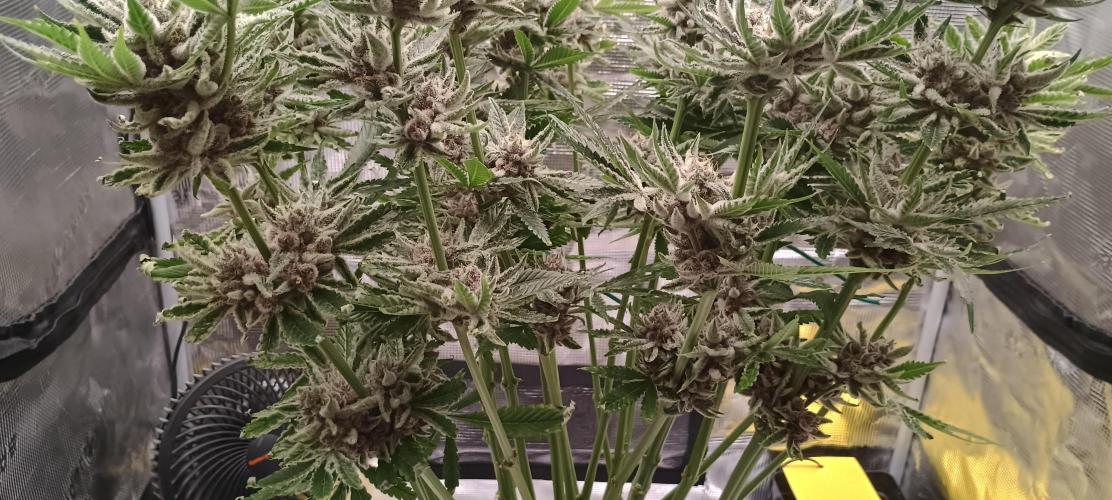 Tropicanna Banana. Week 15
