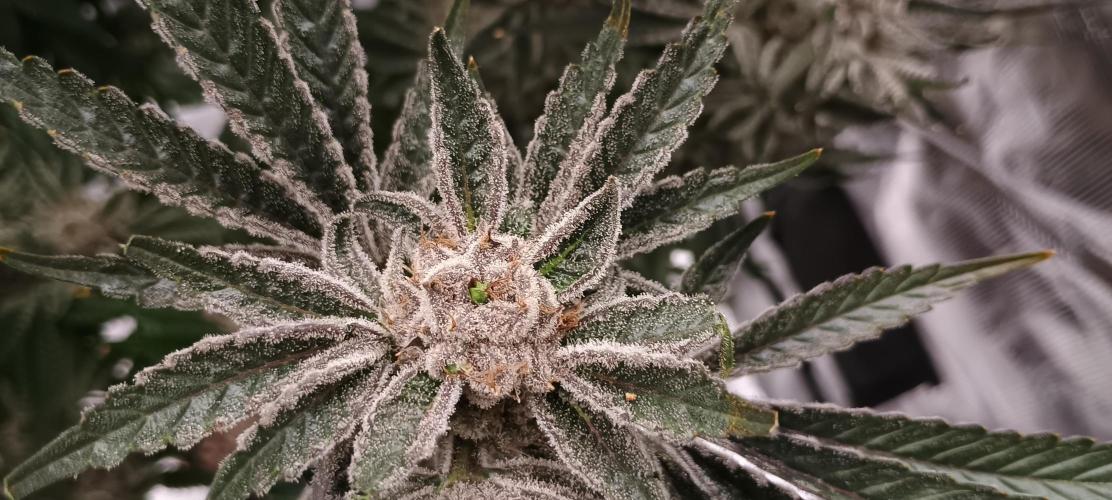 Tropicanna Banana. Week 15