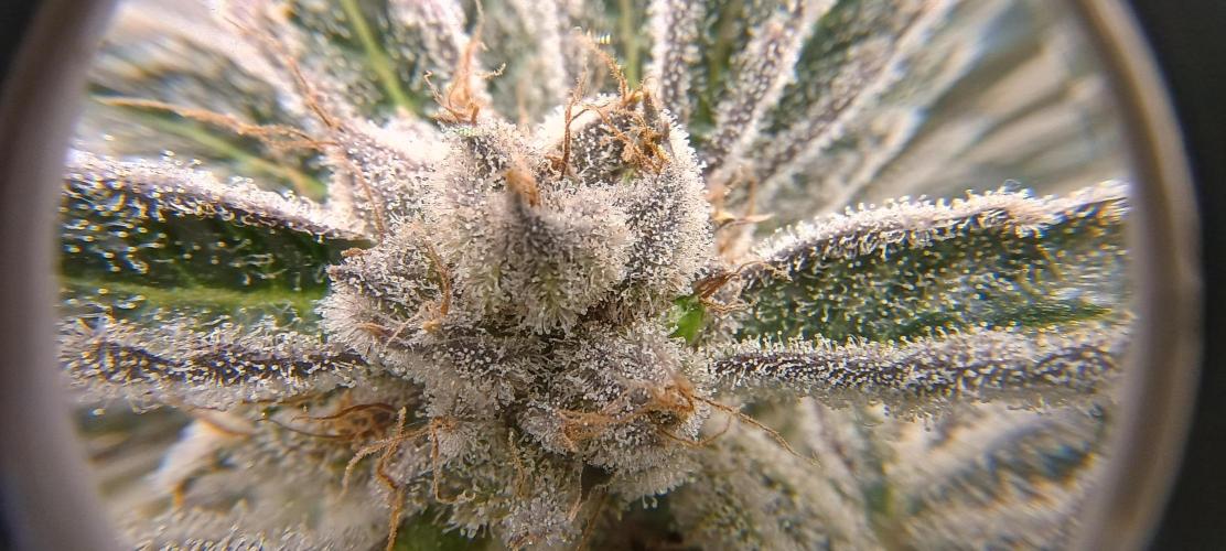 Tropicanna Banana. Week 15
