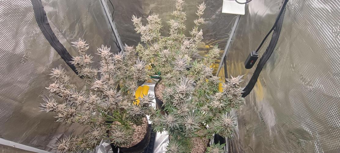 Tropicanna Banana. Week 15