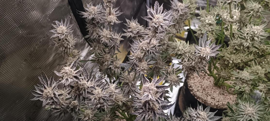 Tropicanna Banana. Week 15