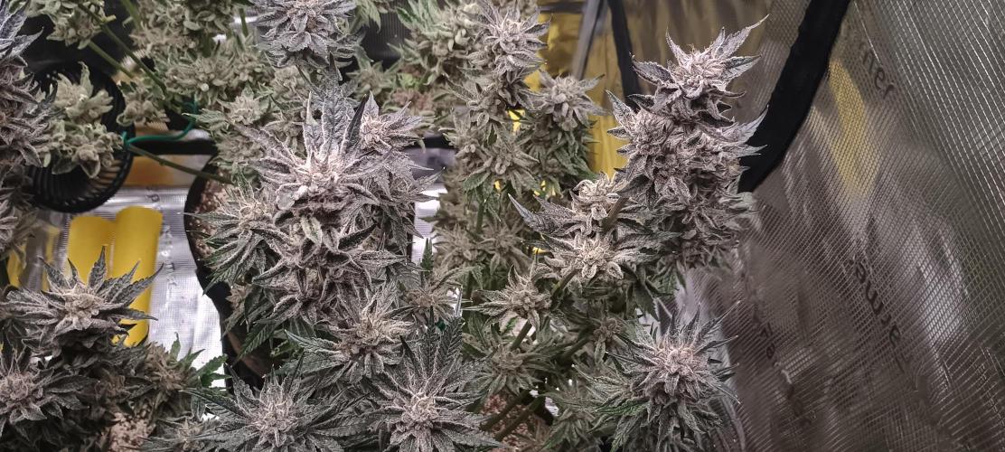 Tropicanna Banana. Week 15