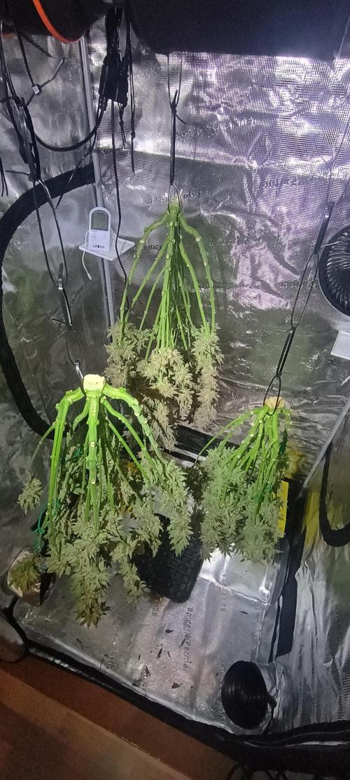 Tropicanna Banana. Week 15