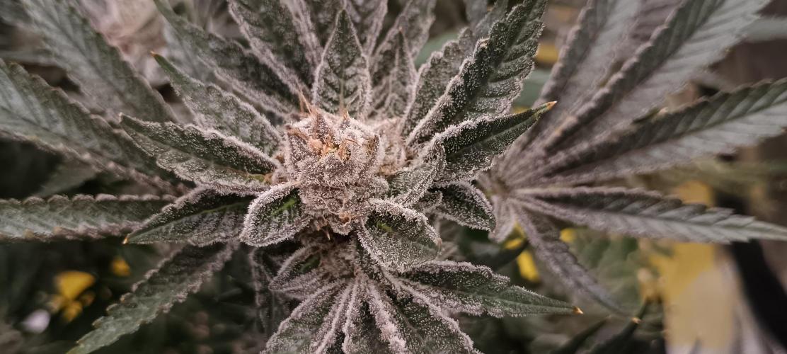Tropicanna Banana. Week 15
