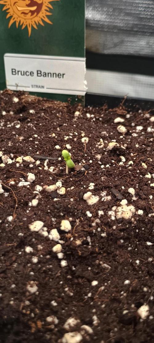 BruBaRunOG Kush/Round II. Week 0