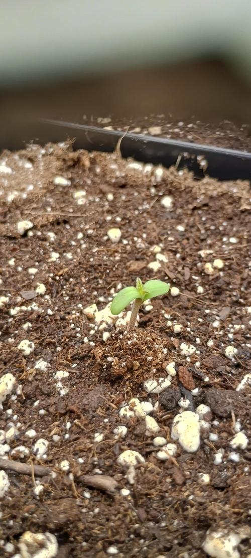 BruBaRunOG Kush/Round II. Week 0