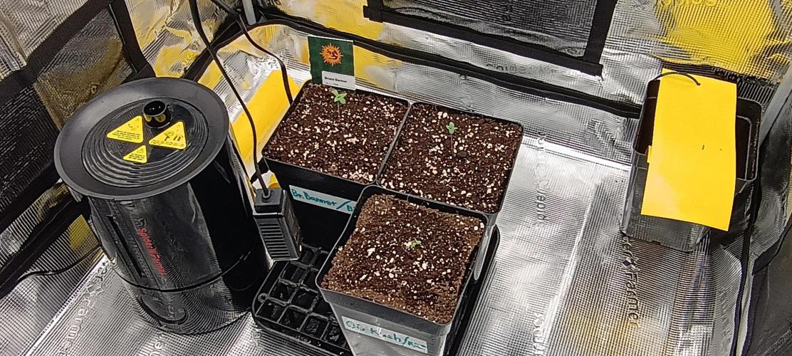 BruBaRunOG Kush/Round II. Week 0