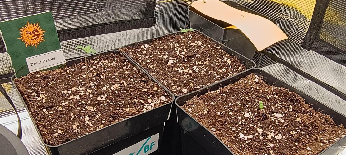 BruBaRunOG Kush/Round II. Week 0