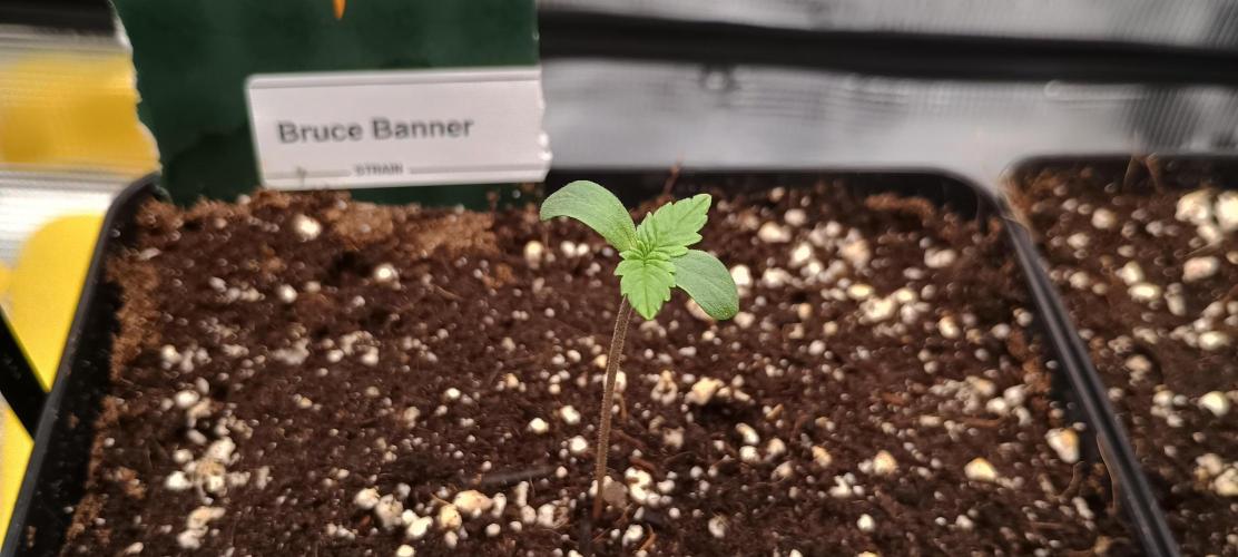 BruBaRunOG Kush/Round II. Week 0