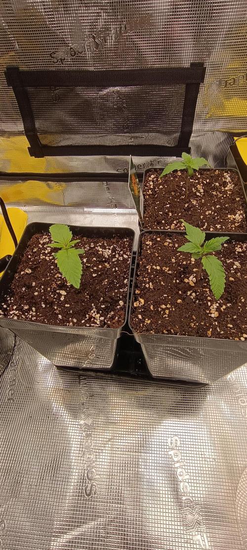 BruBaRunOG Kush/Round II. Week 1