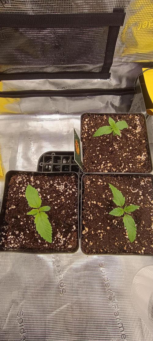BruBaRunOG Kush/Round II. Week 1