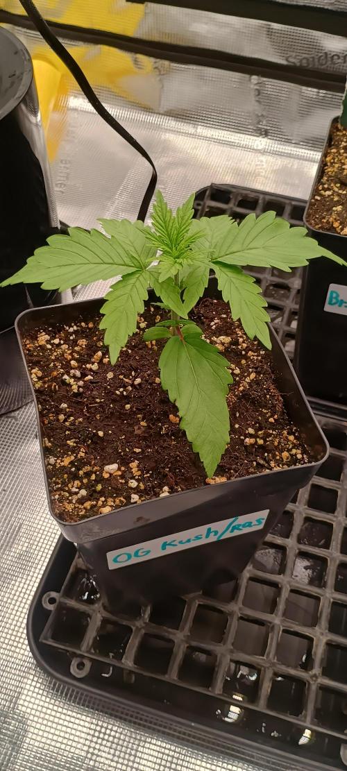 BruBaRunOG Kush/Round II. Week 2