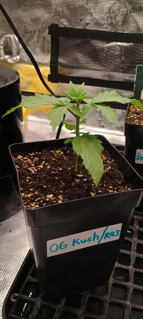 BruBaRunOG Kush/Round II. Week 2