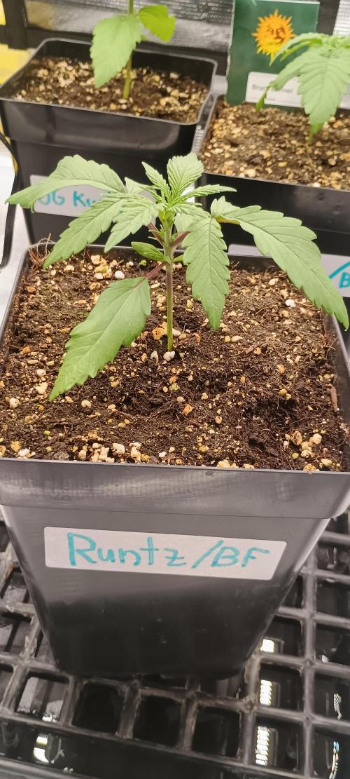 BruBaRunOG Kush/Round II. Week 2