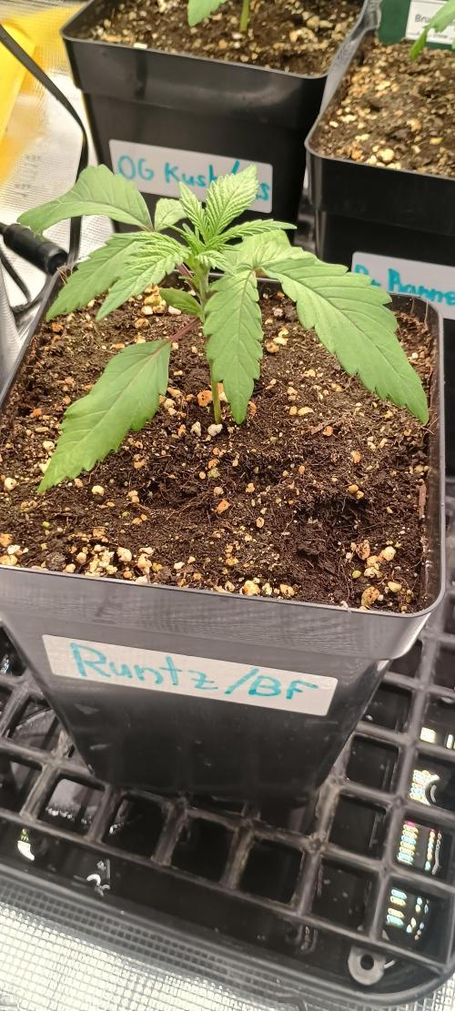 BruBaRunOG Kush/Round II. Week 2