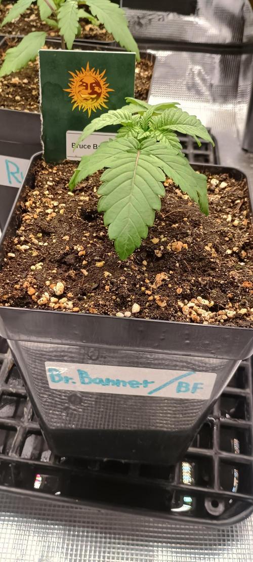 BruBaRunOG Kush/Round II. Week 2