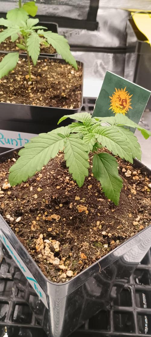 BruBaRunOG Kush/Round II. Week 2