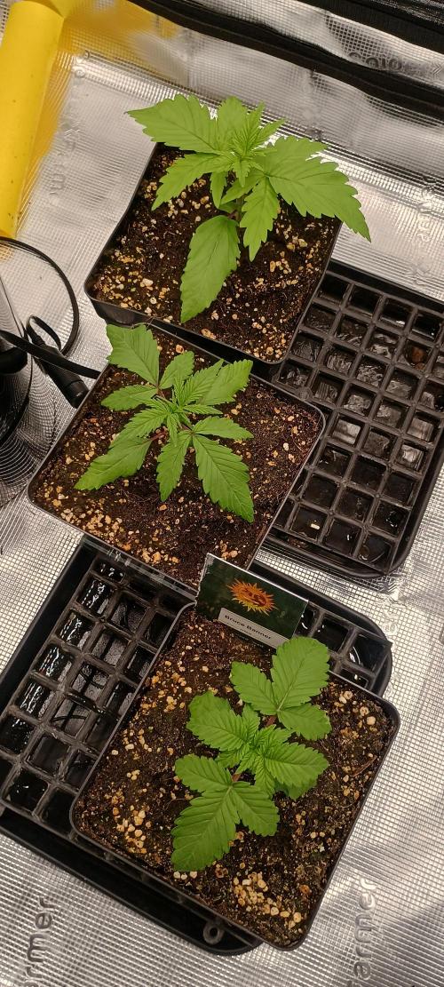 BruBaRunOG Kush/Round II. Week 2