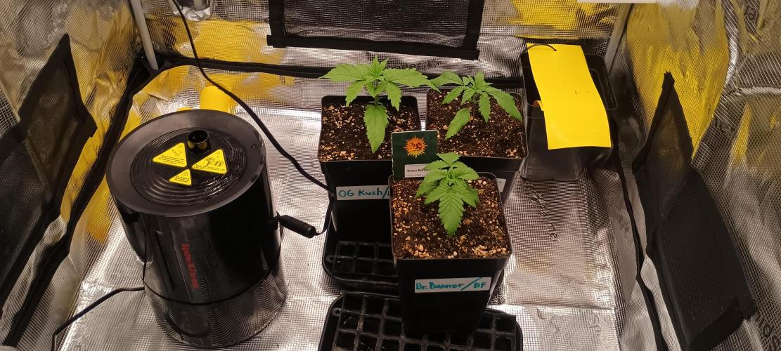 BruBaRunOG Kush/Round II. Week 2