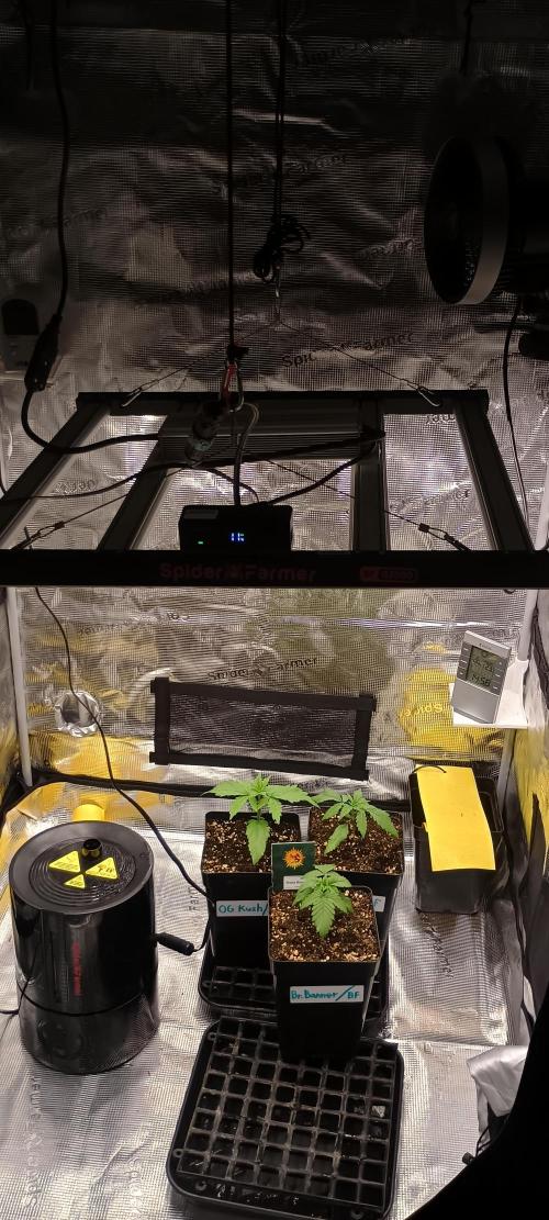 BruBaRunOG Kush/Round II. Week 2