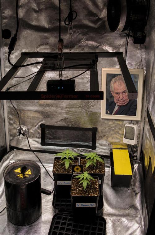 BruBaRunOG Kush/Round II. Week 2 - Grow s jezevcem 