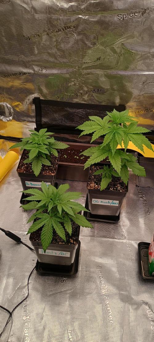 BruBaRunOG Kush/Round II. Week 3