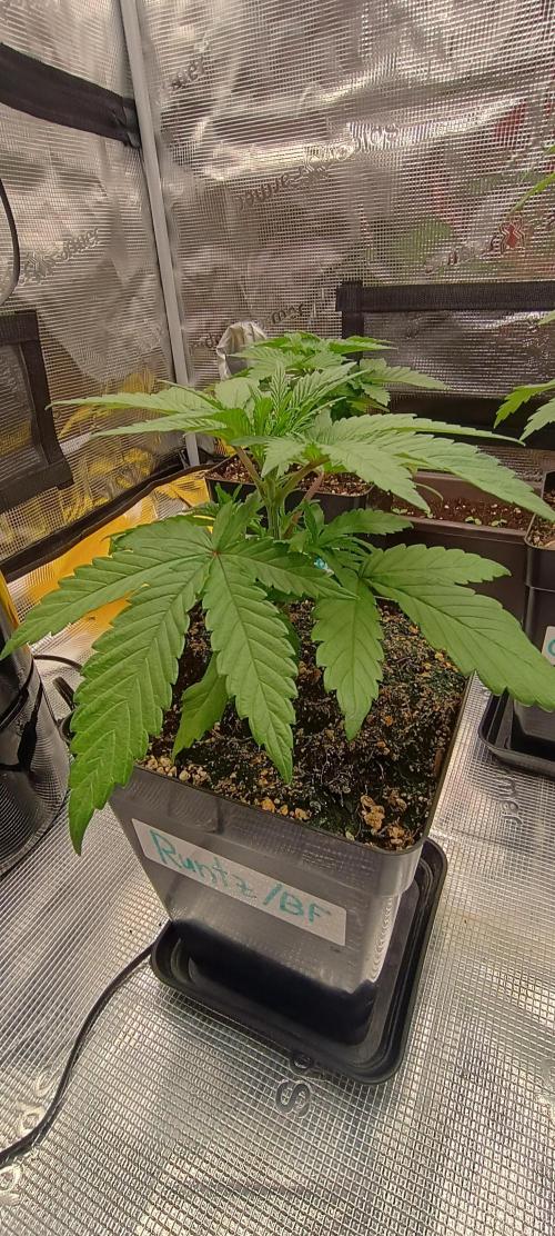 BruBaRunOG Kush/Round II. Week 3