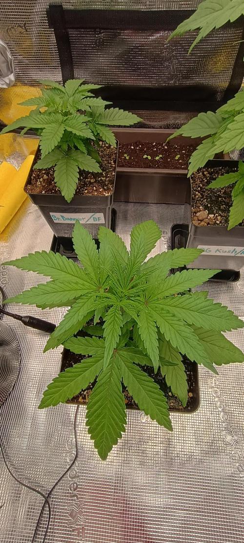 BruBaRunOG Kush/Round II. Week 3