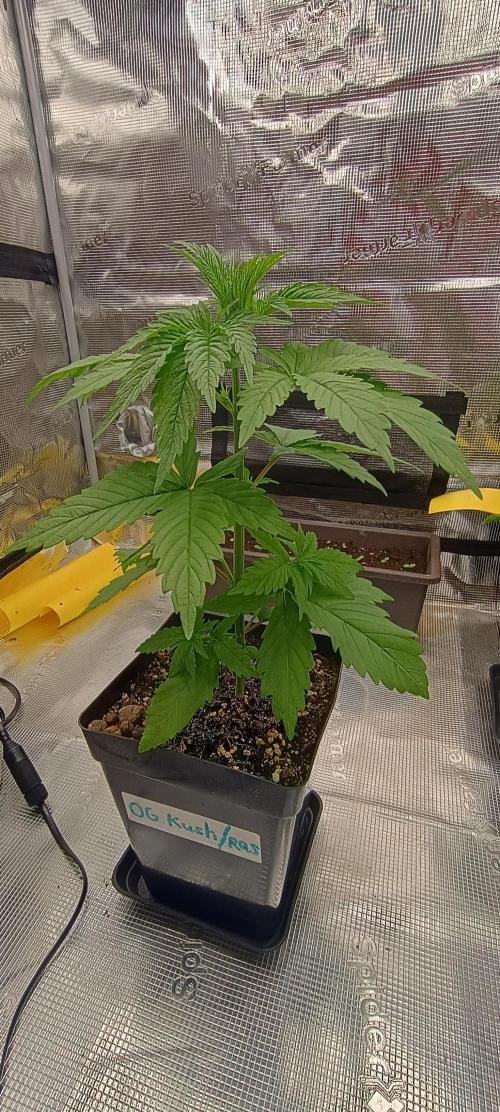 BruBaRunOG Kush/Round II. Week 3