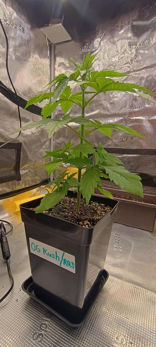 BruBaRunOG Kush/Round II. Week 3