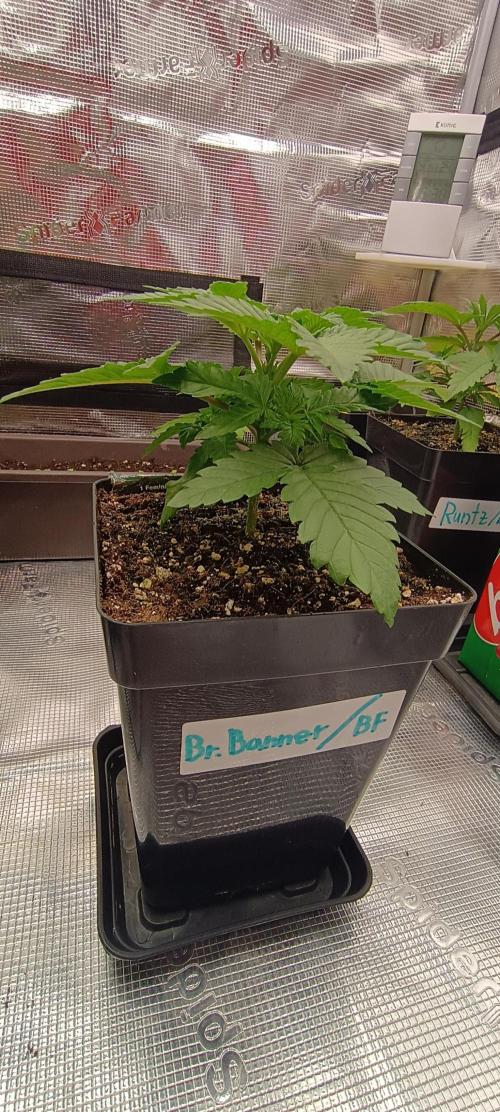 BruBaRunOG Kush/Round II. Week 3