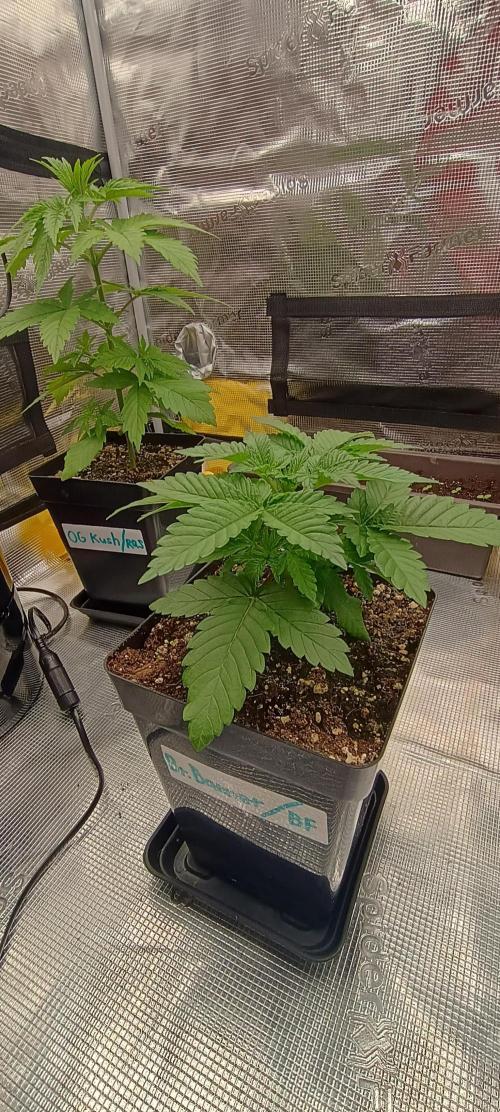 BruBaRunOG Kush/Round II. Week 3