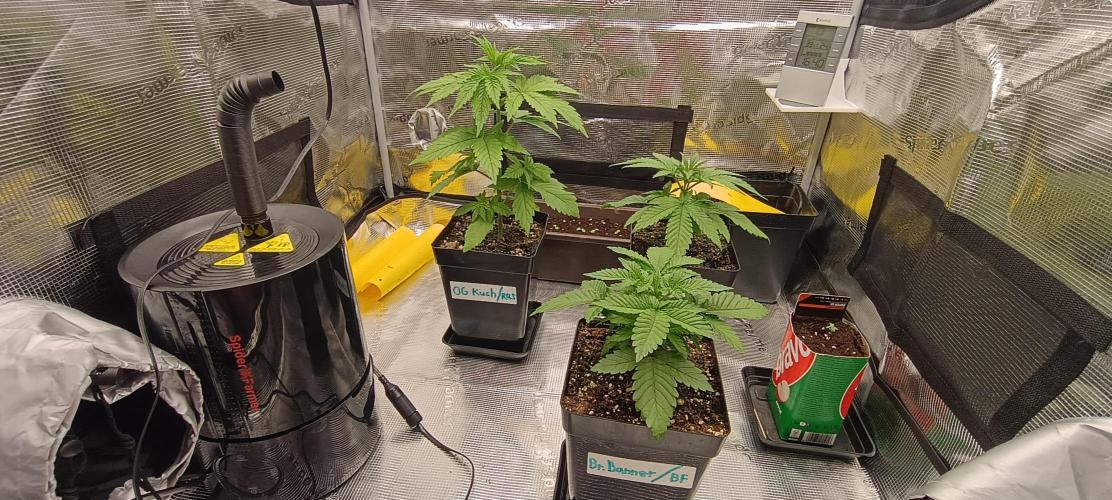 BruBaRunOG Kush/Round II. Week 3