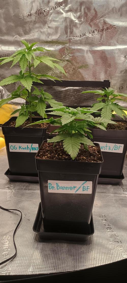 BruBaRunOG Kush/Round II. Week 3