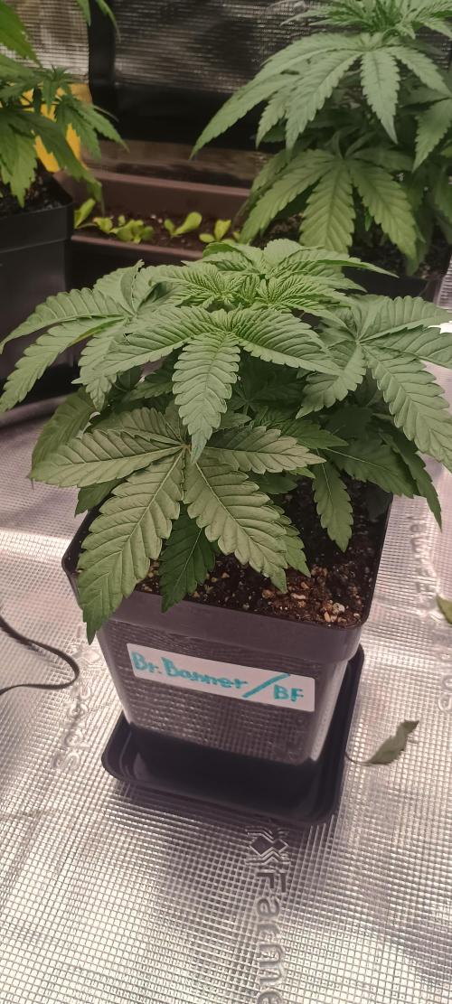 BruBaRunOG Kush/Round II. Week 4