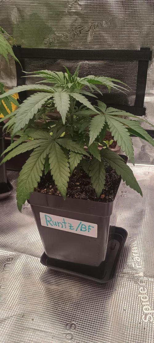 BruBaRunOG Kush/Round II. Week 4