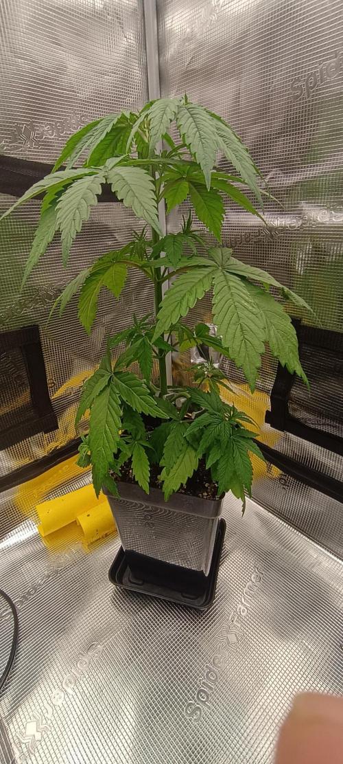 BruBaRunOG Kush/Round II. Week 4