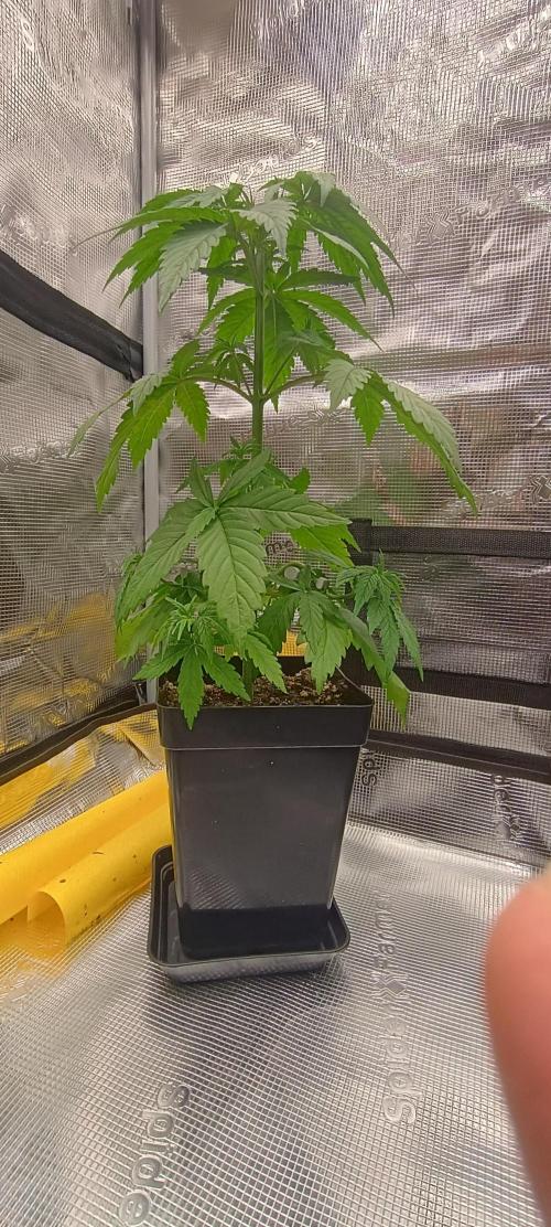 BruBaRunOG Kush/Round II. Week 4